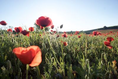 Red flowers blooming in field