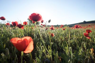 Red flowers blooming in field