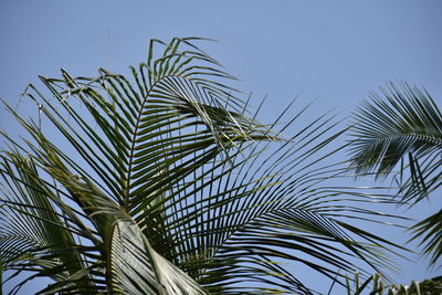 Low angle view of coconut palm tree against sky