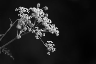 Close-up of white flowers against black background