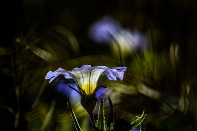 Close-up of iris blooming outdoors