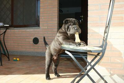 View of dog with dog bone in mouth leaning on chair in patio