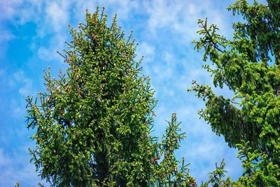 Low angle view of tree against sky