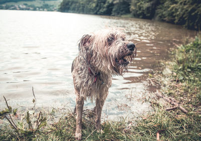 Dog standing in water