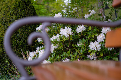 Close-up of flowering plant