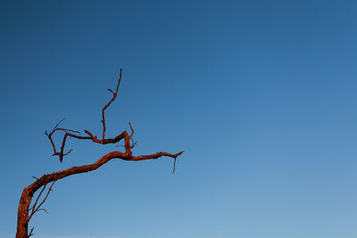 Low angle view of insect on tree against blue sky