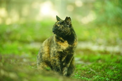 A tortoiseshell cat sitting in japanese garden at fresh green season