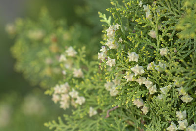 Close-up of flowering plant