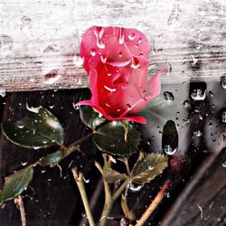 Close-up of red flower
