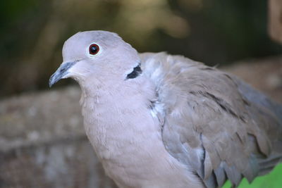 Close-up of dove