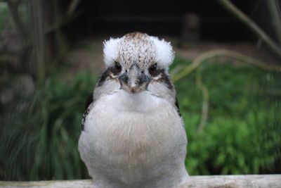 Close-up portrait of a bird