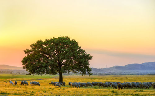 View of tree grazing in field against sky during sunset