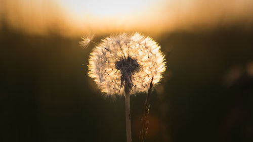 Close-up of dandelion against sunset