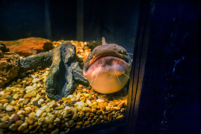 Close-up of fish kept in aquarium