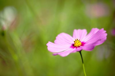 Close-up of pink cosmos flower blooming outdoors