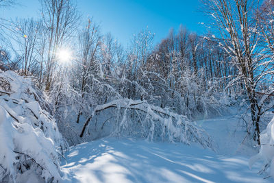 Snow covered plants against sky