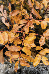 Close-up of dry leaves on plant