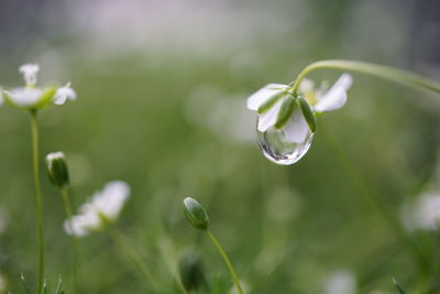 Close-up of flower blooming outdoors