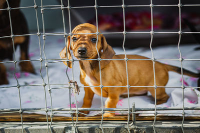 Close-up of dog