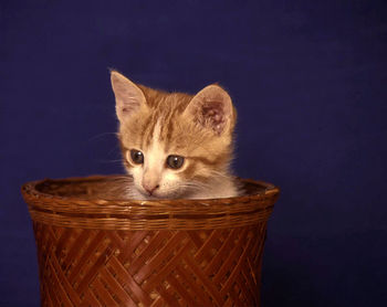 Portrait of cat in basket