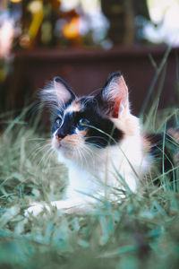 Close-up portrait of a cat