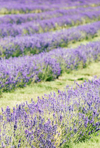 Close-up of purple flowering plants on field