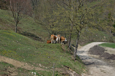 View of an animal on field