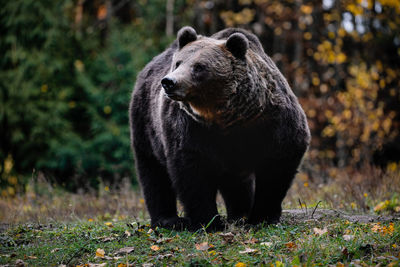 View of an animal on field