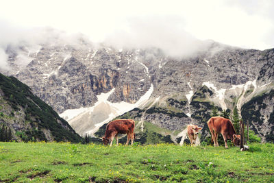 Horses grazing in a field