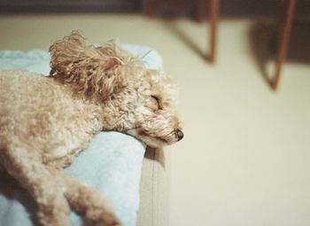 Close-up of a dog at home