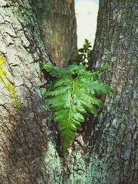 Close-up of tree trunk in forest