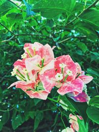 Close-up of pink flower