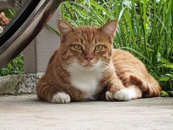 Portrait of tabby cat sitting by plants