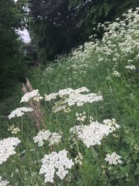 Close-up of white flowers