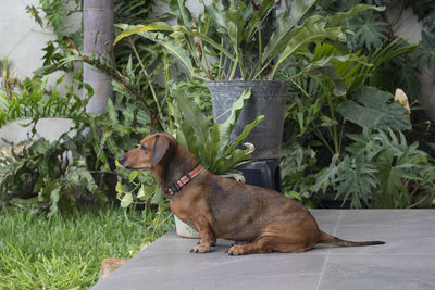 Dog in a plant