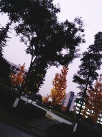 Trees in city against sky