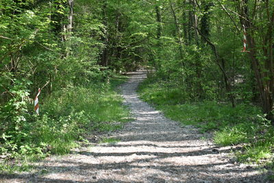 Footpath amidst trees in forest