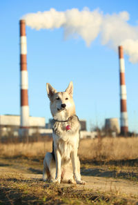 Dog looking away on field