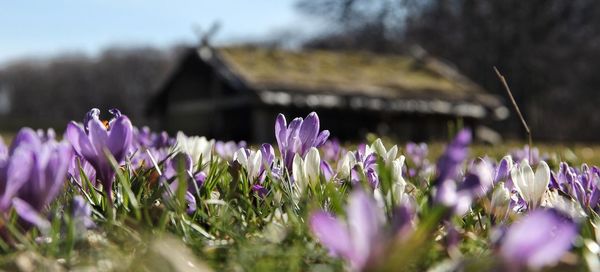 Close-up of purple crocus blooming on field