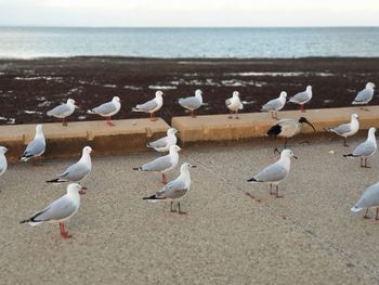 Flock of seagulls on beach