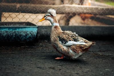 Close-up of bird on field