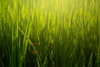 Full frame shot of crops on field