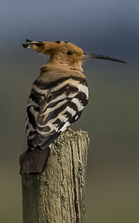 Close-up of hoopoe perching on wooden post