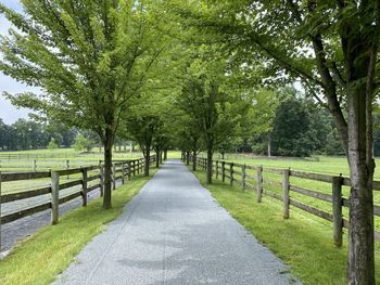 Road amidst trees in park