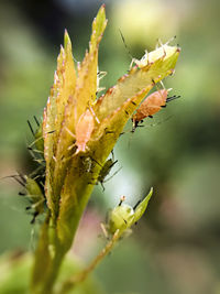 Close-up of insect on plant