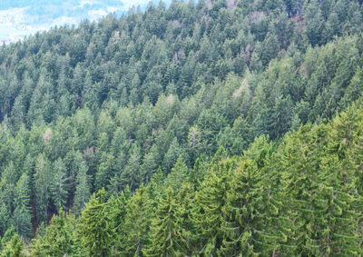 High angle view of pine trees in forest