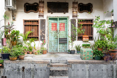 Potted plants outside building