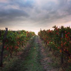 Scenic view of field against cloudy sky