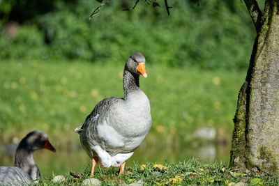 Birds on a field