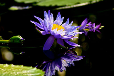 Close-up of purple flowers blooming outdoors